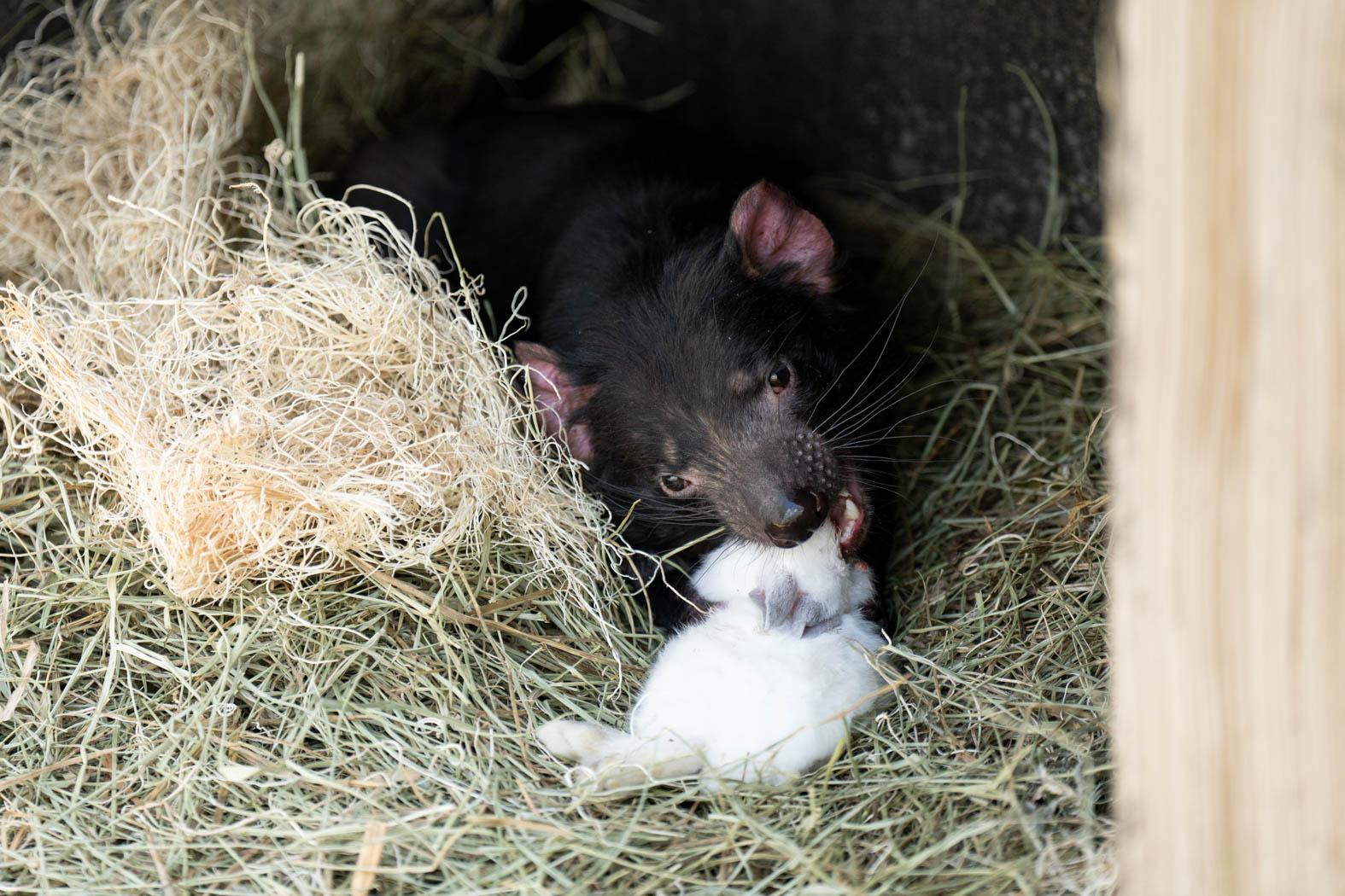 Animal Nutrition at the Columbus Zoo: Feeding Carnivores | Columbus Zoo